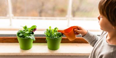 Растёт круглый год: домохозяйка нашла ягоду, которая с легкостью живёт на балконе