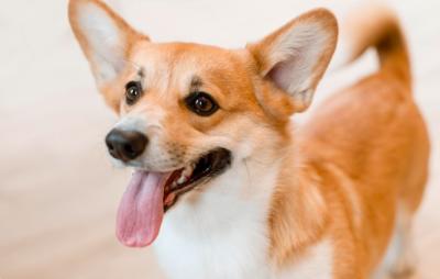 Пушистая опасность: 5 пород собак, противопоказанных семьям с детьми