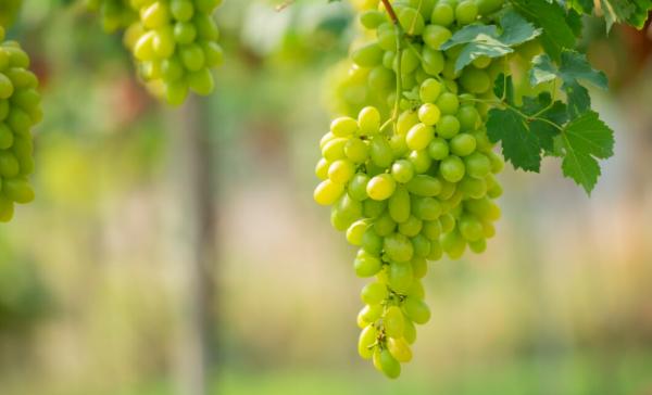 Вред или польза? Так ли на самом деле полезен виноград