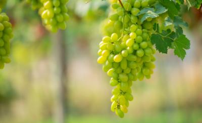 Вред или польза? Так ли на самом деле полезен виноград