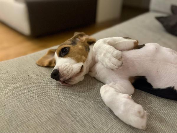 Как понять, что собака счастлива: советы ветеринара