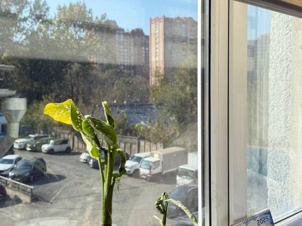 Моем окна без разводов: 3 секрета опытной домохозяйки