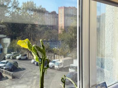 Моем окна без разводов: 3 секрета опытной домохозяйки