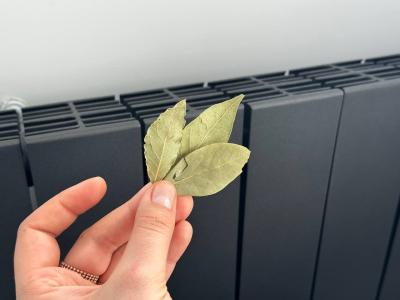 Лавровый лист на батарее против сухости воздуха: как легко дышать зимой