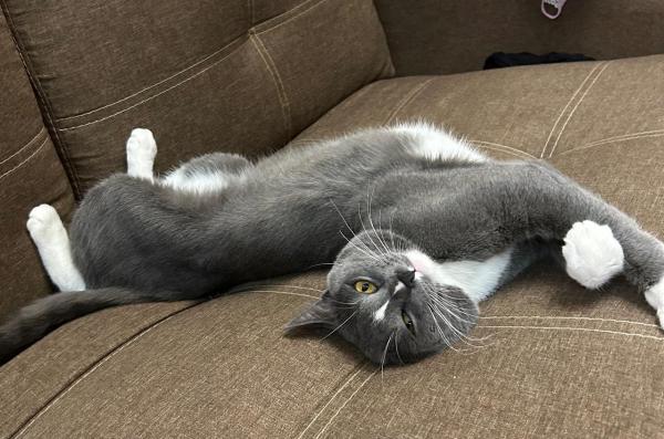 Загадки кошачьего поведения: почему питомец игнорирует игрушки и носится ночью