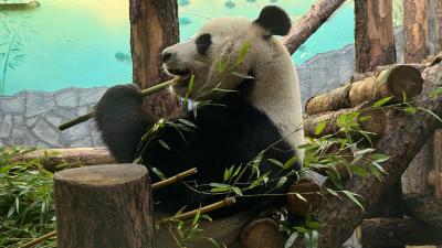 панда катюша жрет бамбук