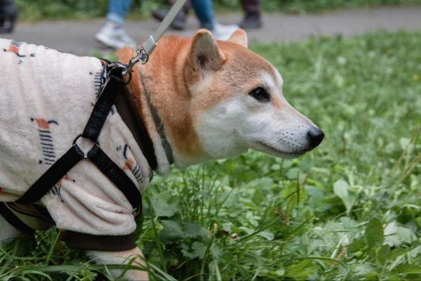 Как приручить дракона?