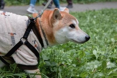 Как приручить дракона?