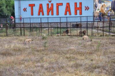 Уникальные животные: ко дню рождения "Тайгана"