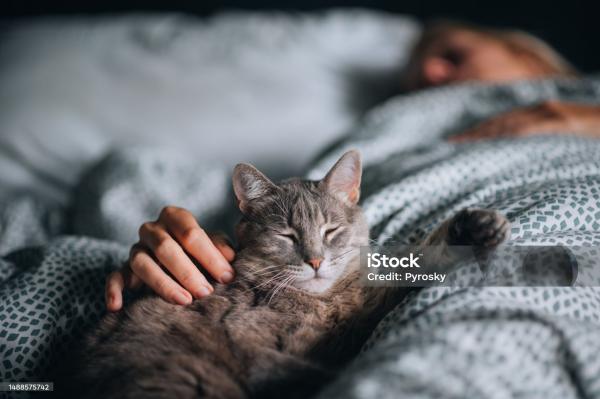 Лечат или лечатся: разбираемся, почему кошки ложатся на то место, где у нас болит