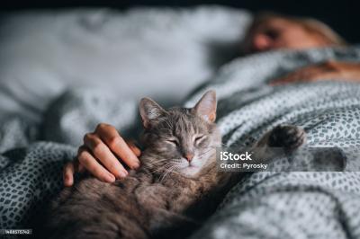 Лечат или лечатся: разбираемся, почему кошки ложатся на то место, где у нас болит