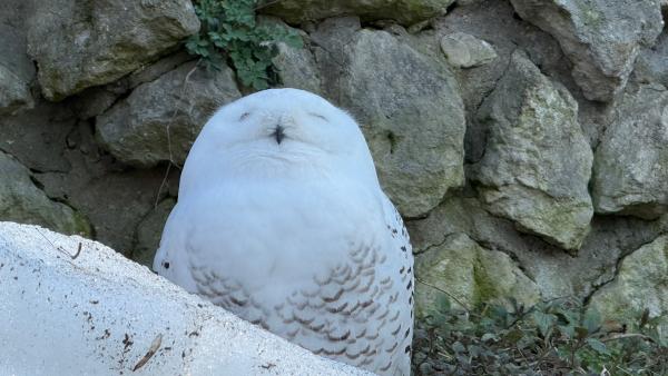 БУКЛЯ ПОД УГРОЗОЙ!