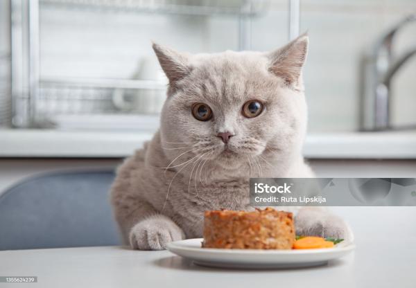 Влажный или сухой: разбираемся, опасно ли кормить кошку только влажным кормом