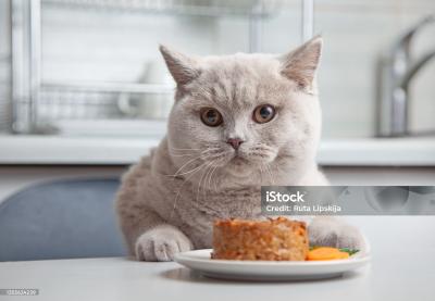 Влажный или сухой: разбираемся, опасно ли кормить кошку только влажным кормом