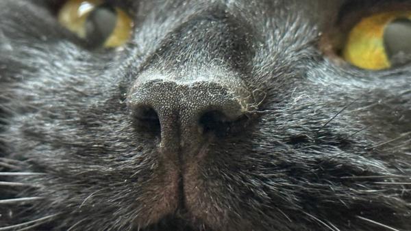 Вы не знали этого об этой части тела животных!