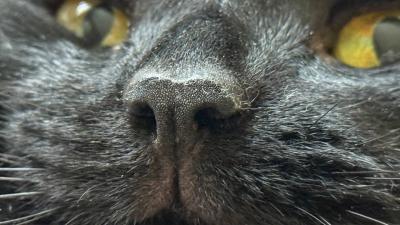 Вы не знали этого об этой части тела животных!