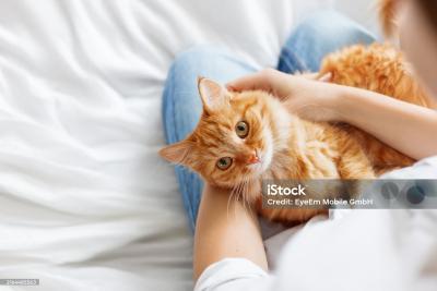 Кошачий калькулятор: узнаем, сколько лет вашей кошке в человеческих годах