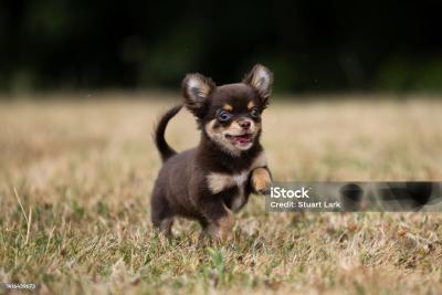 Маленькая большая проблема: с чем вы столкнетесь, когда заведете мелкую породу собак