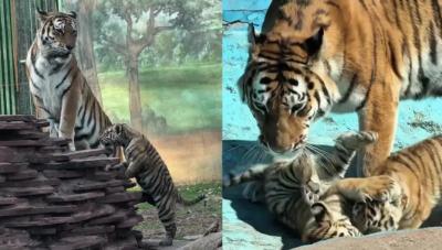 Этот хищник растерзает человека за минуту