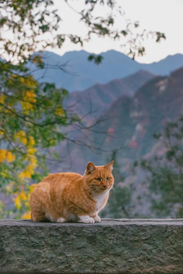 «Ми-ми-ми» и «пыс-пыс-пыс»: будьте готовы, что в этих странах кошки вас не поймут