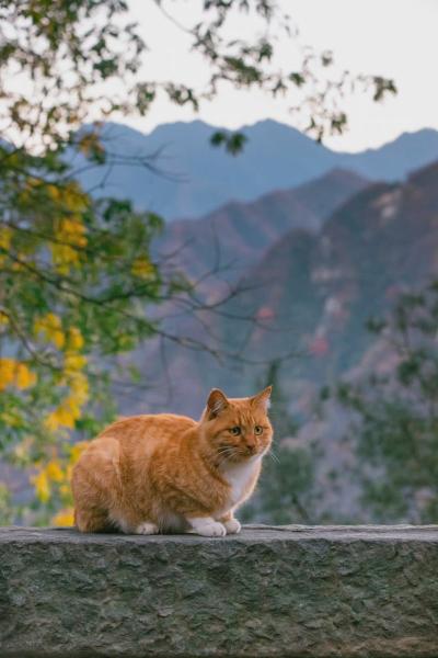 «Ми-ми-ми» и «пыс-пыс-пыс»: будьте готовы, что в этих странах кошки вас не поймут