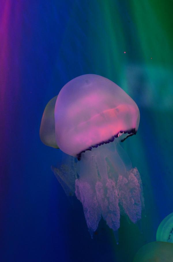 Вечная жизнь - вопрос времени