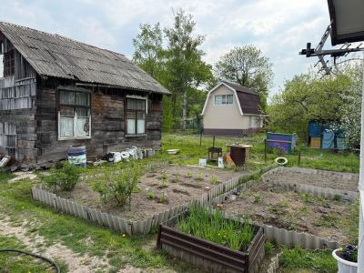 Что посадить в июне на даче: 10 овощей, которые успеют созреть до осени