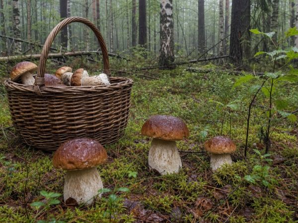 Белые грибы пошли в лесах: лучшие места для сбора