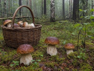 Белые грибы пошли в лесах: лучшие места для сбора